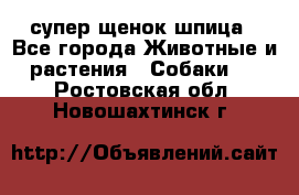 супер щенок шпица - Все города Животные и растения » Собаки   . Ростовская обл.,Новошахтинск г.